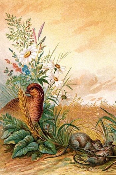 Mice eat wheat