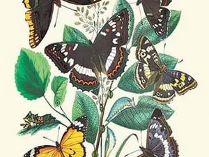 Butterflies: L. Populi