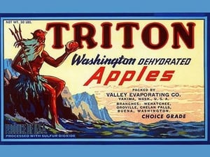 Triton Washington Dehyrated Apples - Art Print