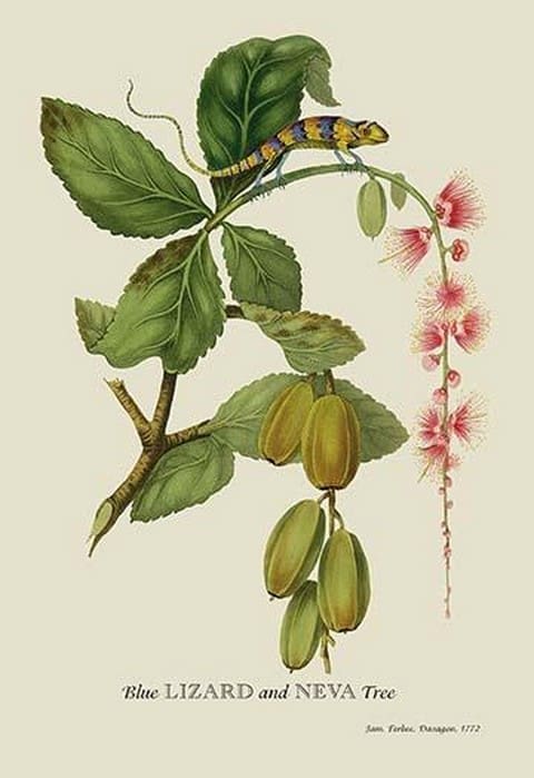 Blue Lizard and Neva Tree by J. Forbes - Art Print