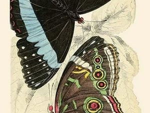 European Butterflies & Moths by James Duncan 3 - Art Print