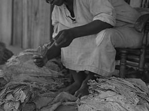 Black Sharecropper sorts tobacco leaves by Dorothea Lange - Art Print
