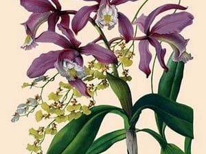 Orchid: Cattleya Harrisoniae by William Forsell Kirby - Art Print