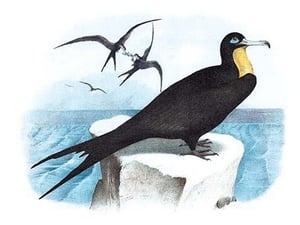 Frigate (Man-of-War Bird) by Theodore Jasper - Art Print