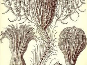 Crinoids by Ernst Haeckel - Art Print