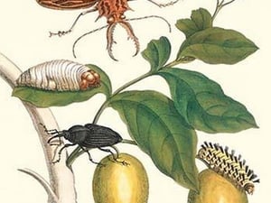 Genip Tree with Palm Weevil