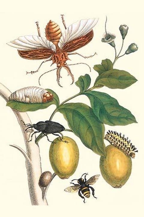 Genip Tree with Palm Weevil