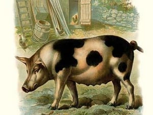 The Pig - Art Print
