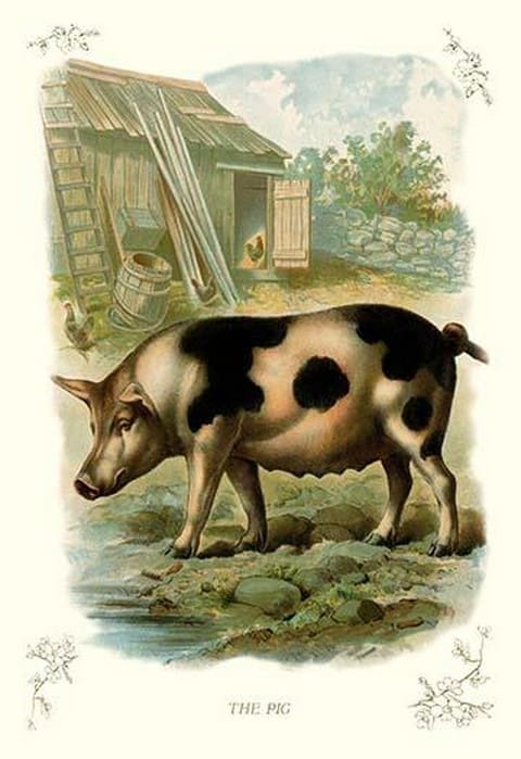 The Pig - Art Print