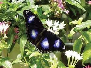 The Butterfly by Jason Pierce - Art Print