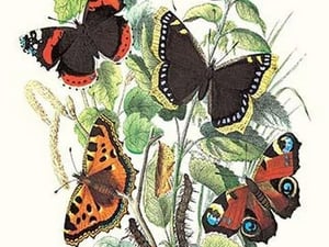 Butterflies: V. Atalanta