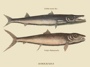 Barracuda by Mark Catesby #2 - Art Print