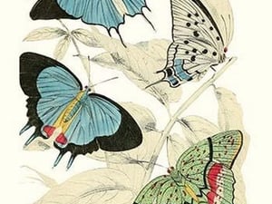 European Butterflies & Moths by James Duncan #27 - Art Print