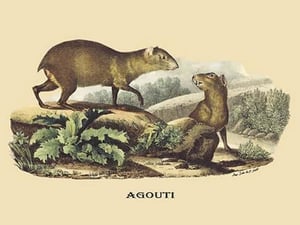 Agouti by E. F. Noel - Art Print