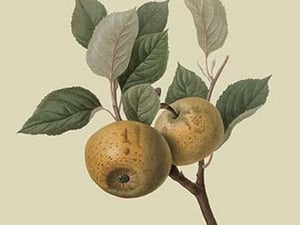Hughes New Golden Pippin by William Hooker - Art Print