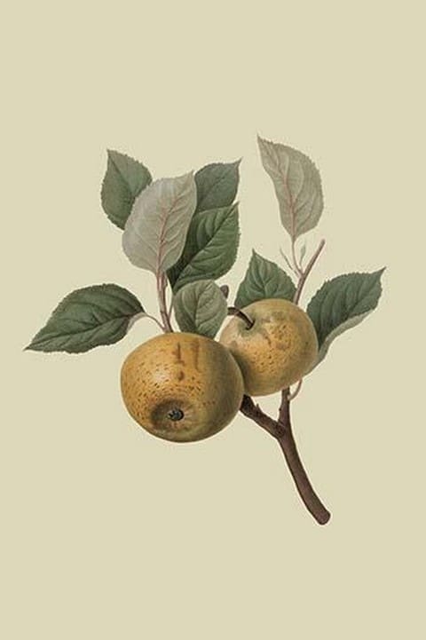 Hughes New Golden Pippin by William Hooker - Art Print
