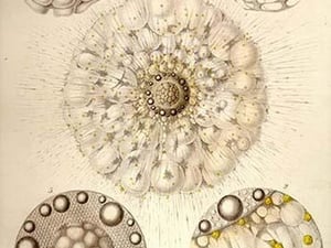 Thalassicolla Pelagica by Ernst Haeckel - Art Print