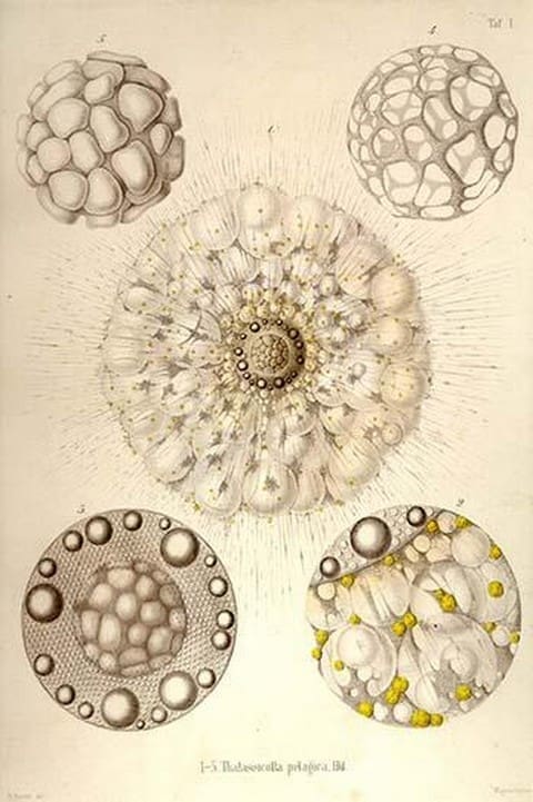 Thalassicolla Pelagica by Ernst Haeckel - Art Print