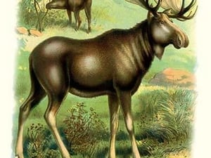 The Moose - Art Print