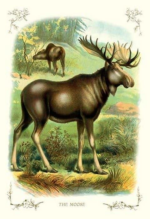 The Moose - Art Print