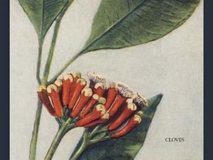 Clove - Art Print