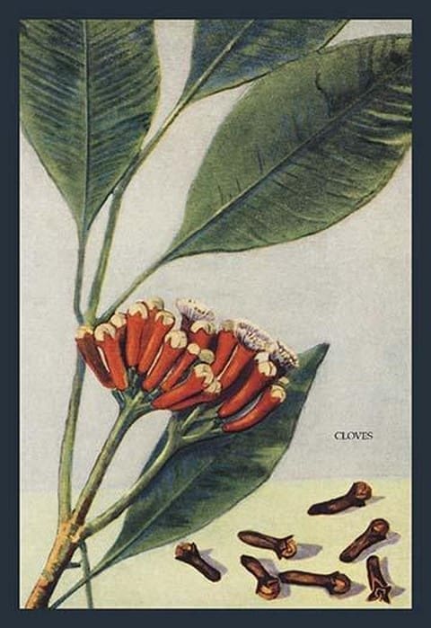 Clove - Art Print