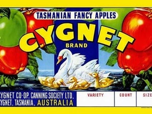 Cygnet Tasmanian Fancy Apples - Art Print