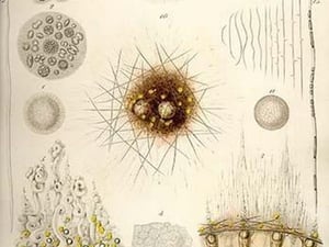 Thalassicolla Nuclea