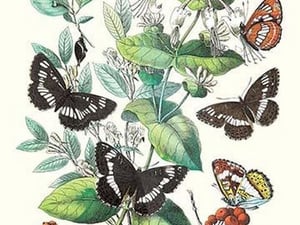 Butterflies: N. Lucilla