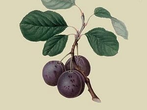 La Royale Plum by William Hooker - Art Print