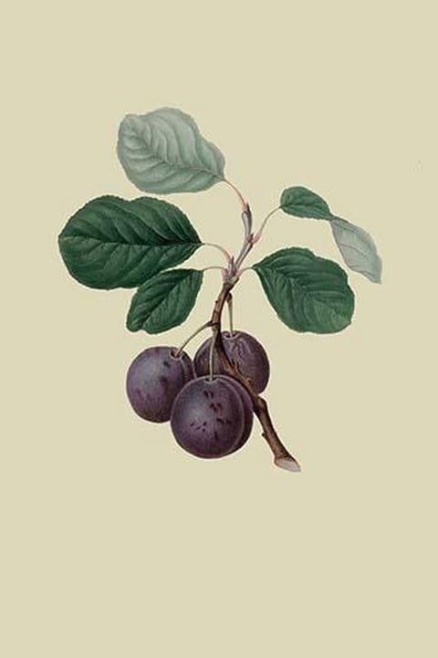 La Royale Plum by William Hooker - Art Print