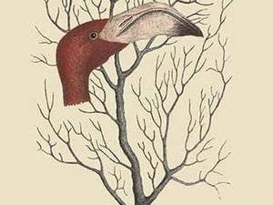 The Flamingo's Bill by Mark Catesby #2 - Art Print
