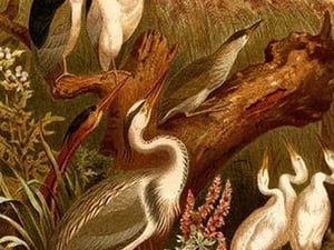 Egrets & Cranes by Friedrich Wilhelm Kuhnert - Art Print