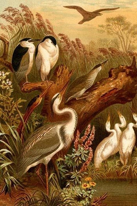 Egrets & Cranes by Friedrich Wilhelm Kuhnert - Art Print