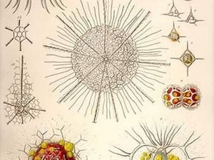 Spongospaera heliodes and Others by Ernst Haeckel - Art Print