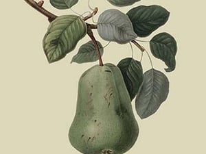 Colmart Pear by William Hooker - Art Print