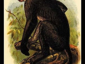 White Crowned Mangabey by G.R. Waterhouse - Art Print