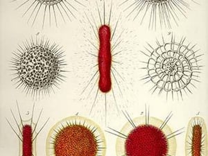 Spongurus cylindricus