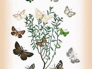 Moths: Selidosema Plumaria