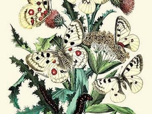 Butterflies: P. Apollo
