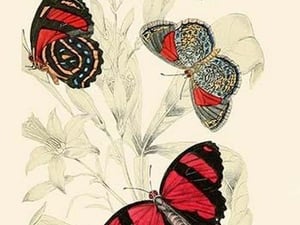 European Butterflies & Moths by James Duncan 1 - Art Print