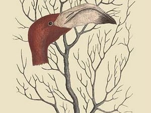 The Flamingo's Bill by Mark Catesby - Art Print