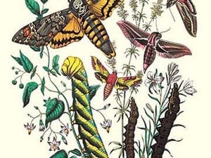Moths: C. Colerio