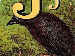 J for the Jackdaw