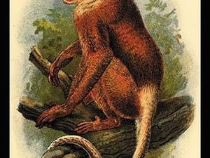 The Proboscis Monkey by G.R. Waterhouse - Art Print