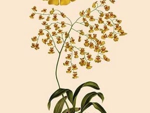 Orchid: Oncidium Varicosum - Art Print
