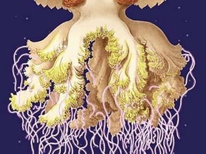 Astro-Jellyfish by Ernst Haeckel - Art Print