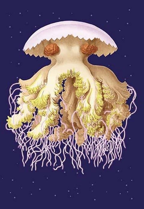Astro-Jellyfish by Ernst Haeckel - Art Print