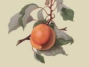 Moor Park Apricot by William Hooker - Art Print