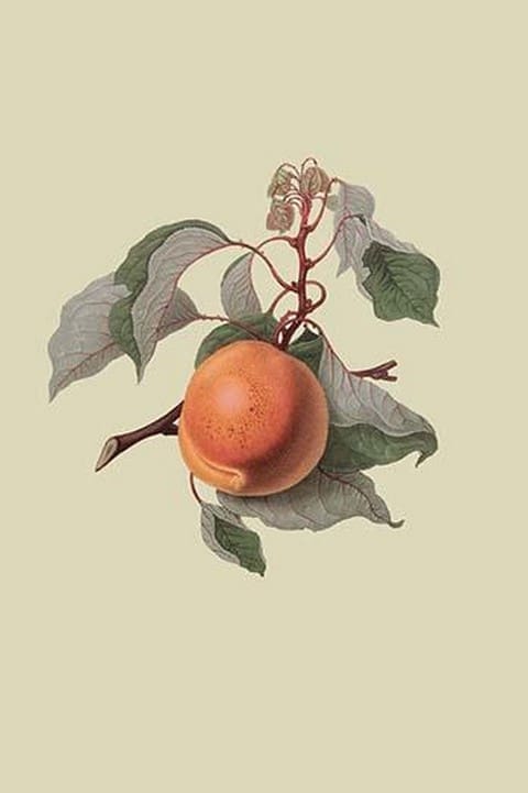 Moor Park Apricot by William Hooker - Art Print